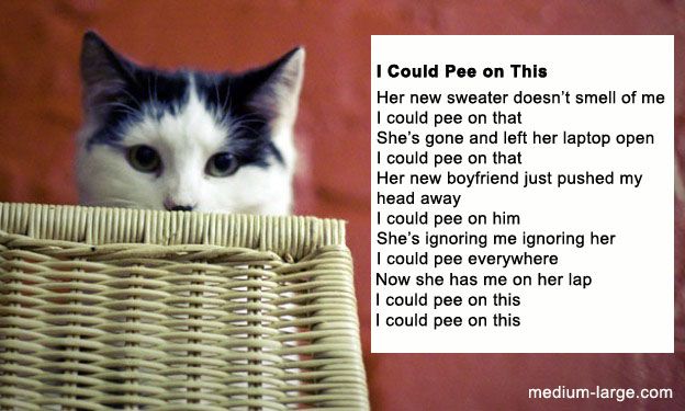 Random Topics • View Topic I Could Pee On This And Other Poems By Cats